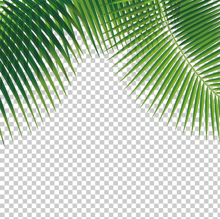 Leaf Euclidean PNG, Clipart, Adobe Illustrator, Angle, Circle, Coconut, Coconut Trees Free PNG Download