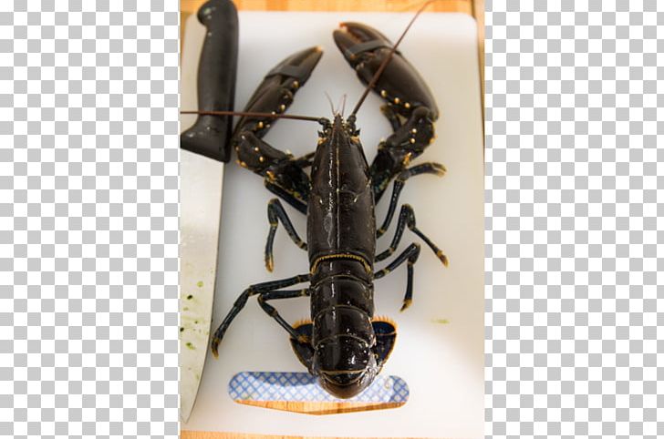 Rhubaba Gallery And Studios Lobster Creative Scotland Subjective Character Of Experience Insect PNG, Clipart, Animal Source Foods, Arthropod, Artist, Creative Scotland, Decapoda Free PNG Download
