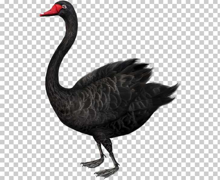 The Black Swan: The Impact Of The Highly Improbable Black Swan Theory PNG, Clipart, Beak, Bird, Black Swan, Black Swan Theory, Crane Like Bird Free PNG Download