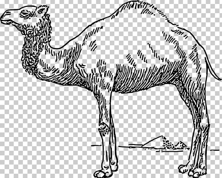 Dromedary Bactrian Camel PNG, Clipart, Arabian Camel, Bactrian Camel, Beak, Black And White, Camel Free PNG Download