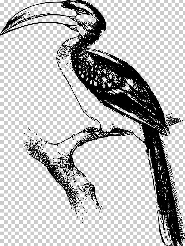 Hornbill Black And White Bird PNG, Clipart, Animal, Animals, Art, Beak, Bill Free PNG Download