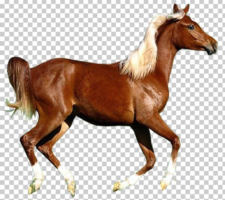 Horse Portable Network Graphics Computer File PNG, Clipart, Animal Figure, Animals, Bridle, Colt, Document Free PNG Download