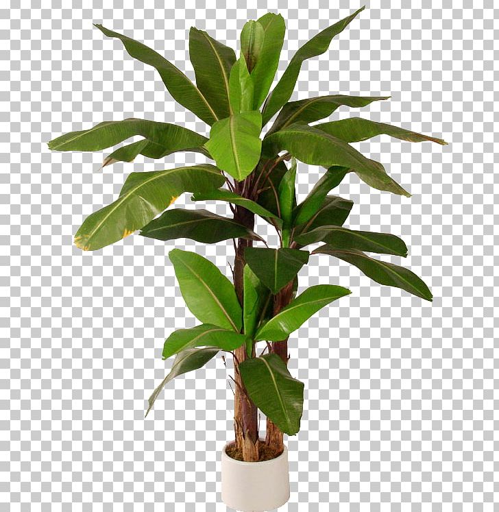 Leaf Banana Tree Herbaceous Plant PNG, Clipart, Banana, Banana 4, Banana Tree, Depositphotos, Evergreen Free PNG Download