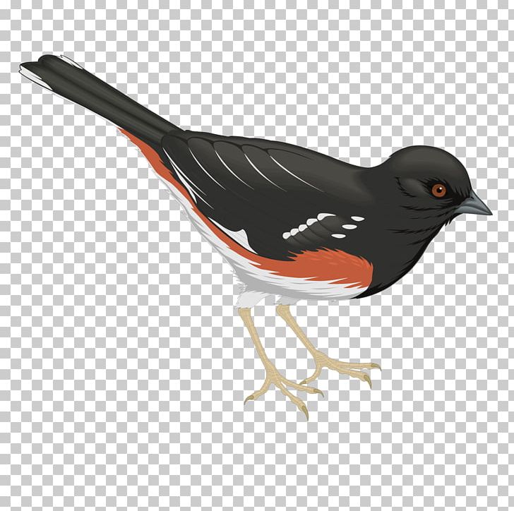 Bird Common Raven PNG, Clipart, Animals, Bea, Bird, Black, Black Background Free PNG Download