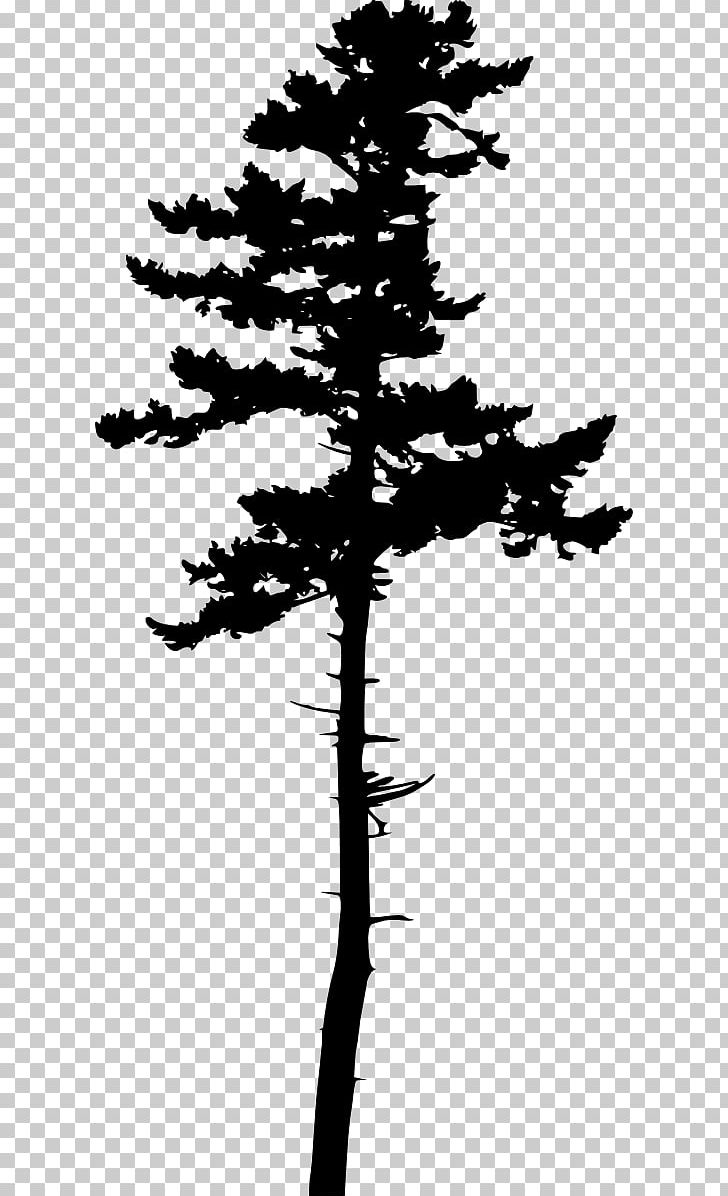 Information PNG, Clipart, Black And White, Branch, Conifer, Conifer Cone, Copying Free PNG Download