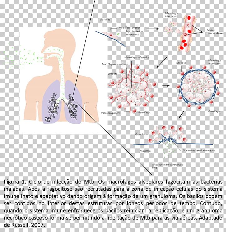 Mycobacterium Tuberculosis Pathogenesis Disease Infection PNG, Clipart, Angle, Area, Biological Life Cycle, Biology, Diagram Free PNG Download