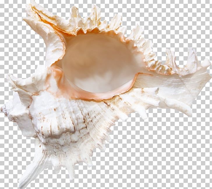 Seashell Conchology Sea Snail PNG, Clipart, Animals, Bed And Breakfast, Clam, Clams Oysters Mussels And Scallops, Cockle Free PNG Download