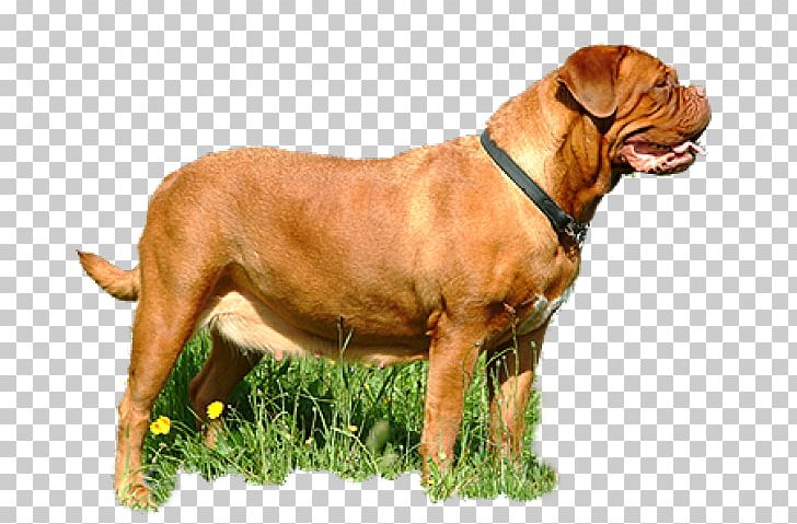 boerboel bullmastiff