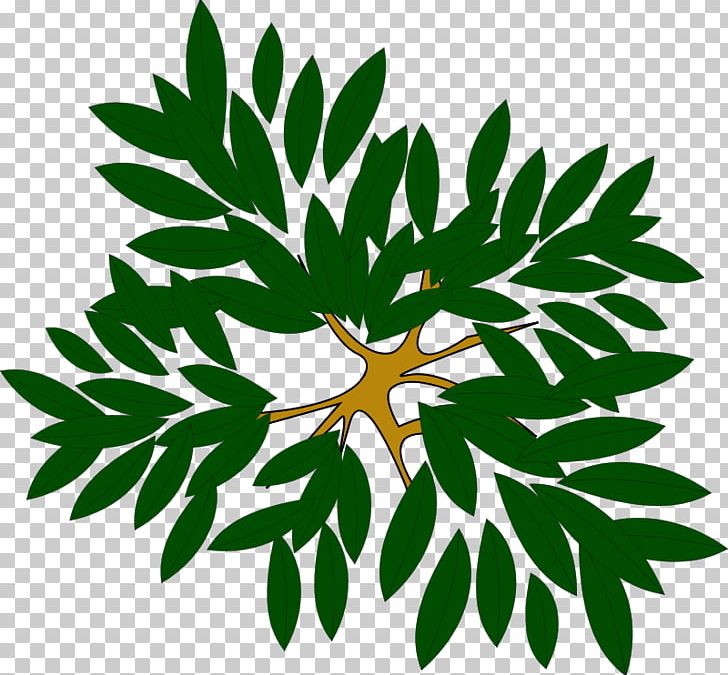 Tree Plant PNG, Clipart, Artwork, Branch, Clump Cliparts, Color, Flora Free PNG Download