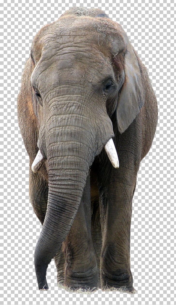 Elephant PaintShop Pro PNG, Clipart, African Elephant, African Forest Elephant, Animals, Asian Elephant, Computer Icons Free PNG Download
