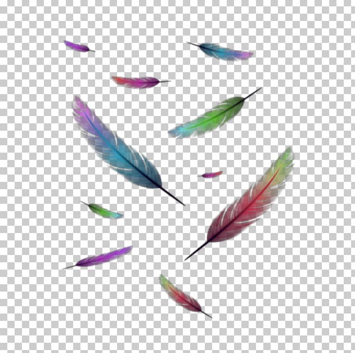 Feather Logo PNG, Clipart, Animals, Cartoon, Feather, Feather Float, Logo Free PNG Download