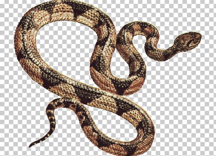 Snakebite PNG, Clipart, Animals, Background Size, Boa Constrictor, Boas, Cobra Free PNG Download