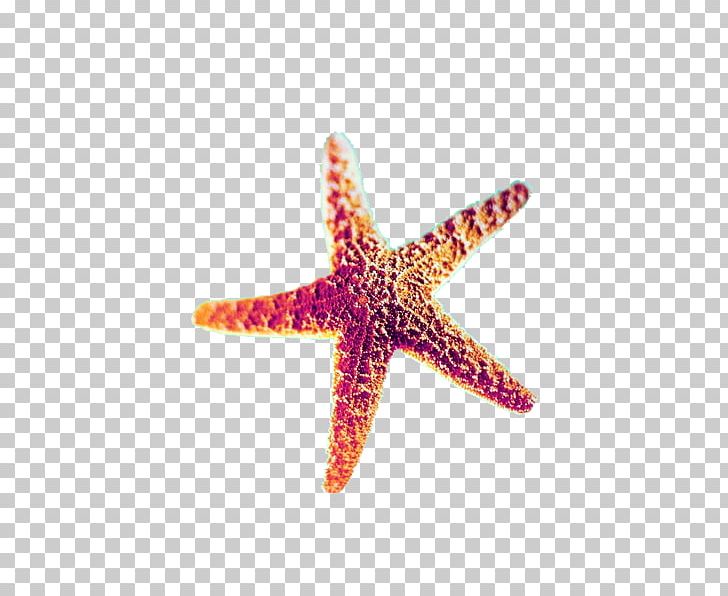 Starfish PNG, Clipart, Animals, Beach, Beach Elements, Encapsulated Postscript, Invertebrate Free PNG Download