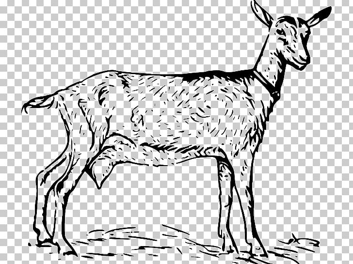 Black Bengal Goat Boer Goat Russian White Goat Anglo-Nubian Goat PNG, Clipart, Animal Figure, Animals, Black And White, Black Bengal Goat, Boer Goat Free PNG Download