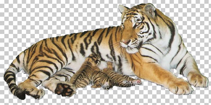 Tiger Wildlife Cat PNG, Clipart, Animal, Animals, Big Cat, Big Cats, Carnivoran Free PNG Download