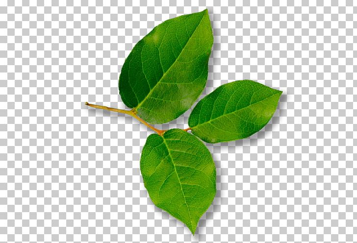 Leaf Gaultheria Shallon Wilderness Rim Association Plant PNG, Clipart, Acer Circinatum, Beaked Hazel, Bearberry, Berry, Evergreen Free PNG Download