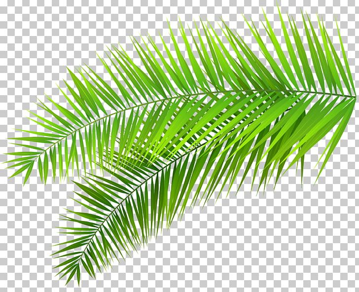 Arecaceae Palm Branch Leaf PNG, Clipart, Arecaceae, Arecales, Borassus Flabellifer, Clip Art, Conifers Free PNG Download