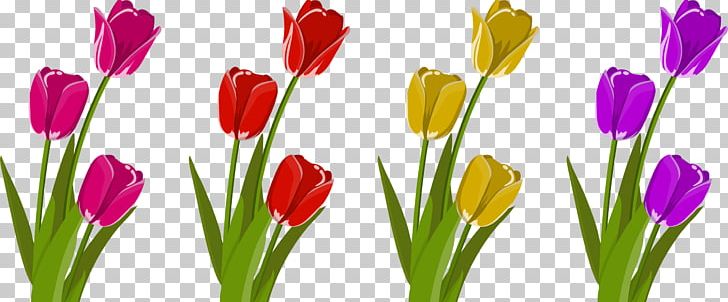 Cut Flowers Tulip Petal PNG, Clipart, Bud, Crocus, Cut Flowers, Flower, Flowering Plant Free PNG Download