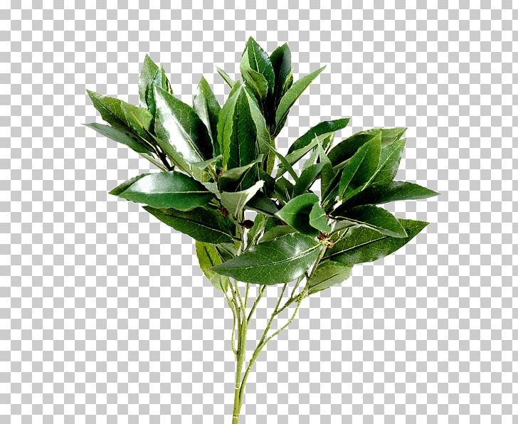 Leaf Bay Laurel Tree Shrub Branch PNG, Clipart, Bay Laurel, Branch, Cherry Laurel, Evergreen, Flowerpot Free PNG Download