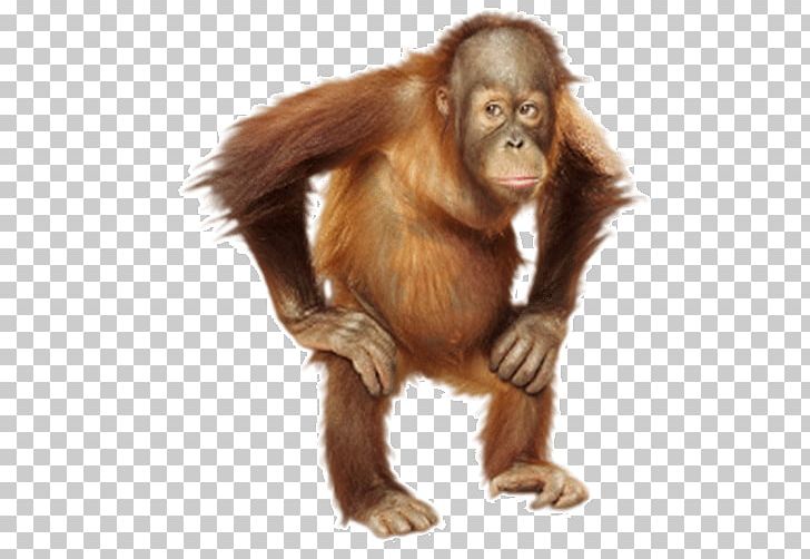 Monkey Portraits Orangutan Photography Photographer PNG, Clipart, 16 Years, Animals, Art, Artist, Borneo Free PNG Download