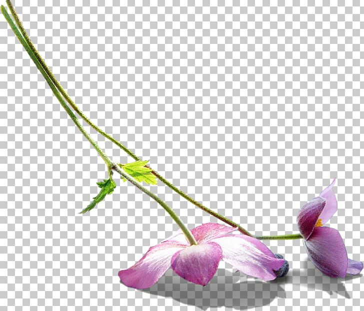 Flower Petal Photography PNG, Clipart, Branch, Bud, Color, Cut Flowers, Flower Free PNG Download