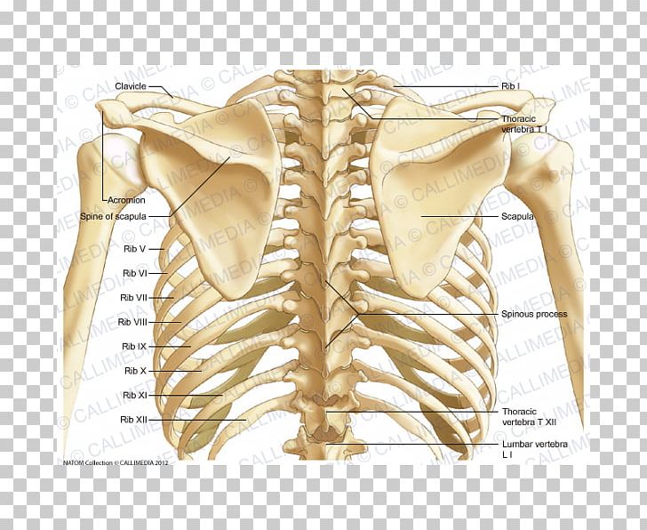 Human Body Artery Human Skeleton Human Anatomy Thorax PNG, Clipart, Abdomen, Anatomy, Arm, Artery, Axial Skeleton Free PNG Download