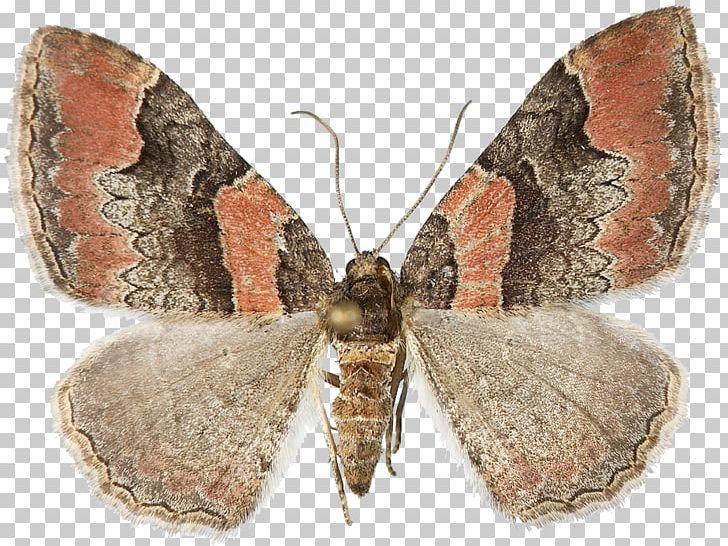 Nymphalidae Hofmannophila Pseudospretella Catarhoe Rubidata Bombycidae PNG, Clipart, Animals, Arthropod, Bombycidae, Brush Footed Butterfly, Butterflies And Moths Free PNG Download