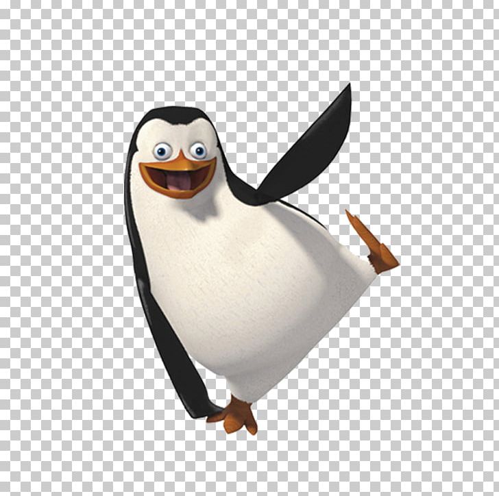 Penguin PNG, Clipart, Animals, Beak, Bird, Cartoon, Cartoon Penguin Free PNG Download