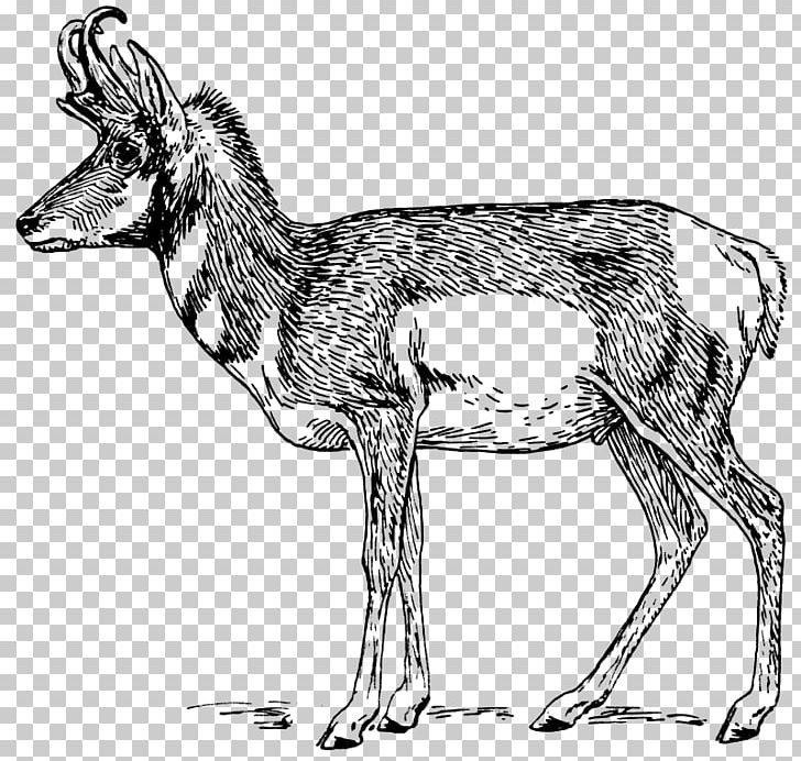 A Pronghorn Antelope A Pronghorn Antelope Drawing PNG, Clipart, Animal, Animal Figure, Animals, Antelope, Black And White Free PNG Download