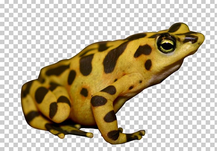 American Bullfrog Panamanian Golden Frog True Frog Poison Dart Frog PNG, Clipart, Amphibian, Animals, Atelopus, Bullfrog, Dart Free PNG Download