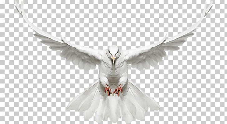 Columbidae Bird Release Dove PNG, Clipart, Animals, Beak, Beautiful, Beauty, Bird Free PNG Download