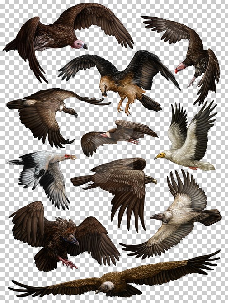 Eagle Turkey Vulture Proterosuchus Bird PNG, Clipart, Animals, Beak, Bearded Vulture, Bird Of Prey, Deviantart Free PNG Download