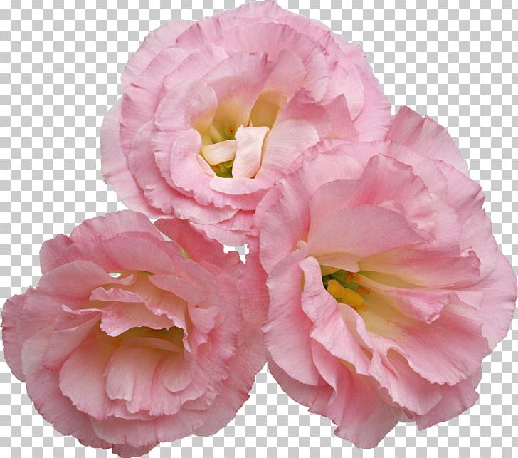 Flower PNG, Clipart, Camellia, Cut Flowers, Digital Image, Encapsulated Postscript, Floral Design Free PNG Download