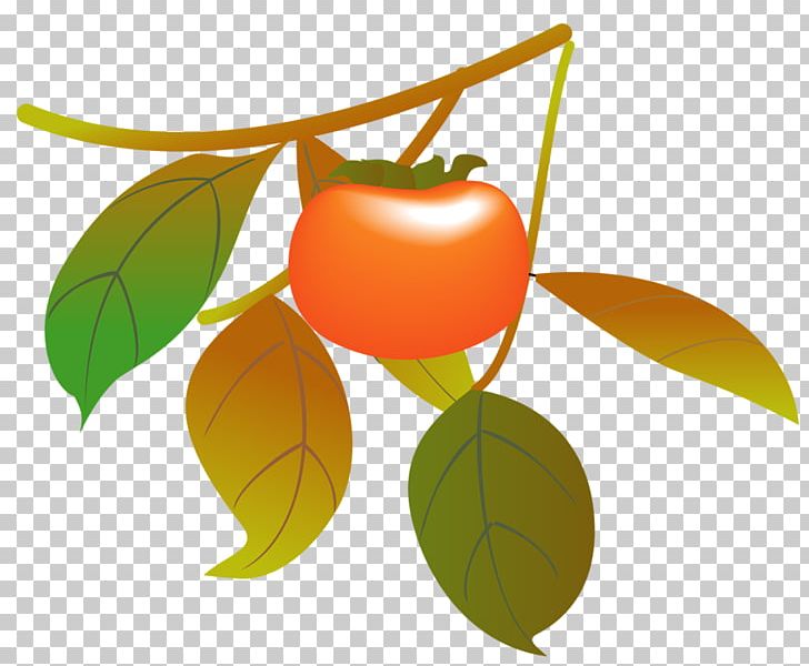 Japanese Persimmon Pacific Saury Autumn Drawing PNG, Clipart, Autumn, Autumn Leaf Color, Branch, Citrus, Diospyros Free PNG Download