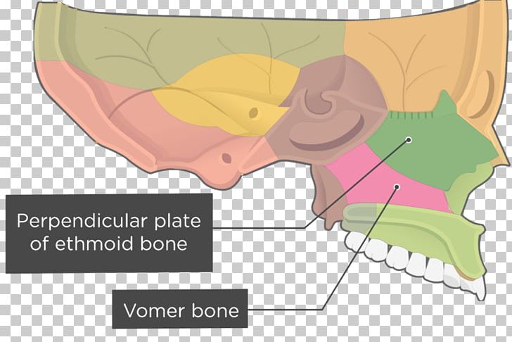 Vomer Nasal Concha Sphenoid Bone Lacrimal Bone Ethmoid Bone PNG, Clipart, Anatomy, Angle, Area, Art, Bone Free PNG Download