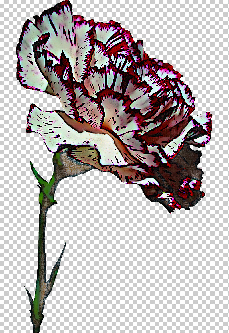 Flower Plant Carnation Pink Family Dianthus PNG, Clipart, Carnation, Dianthus, Flower, Iris, Leaf Vegetable Free PNG Download