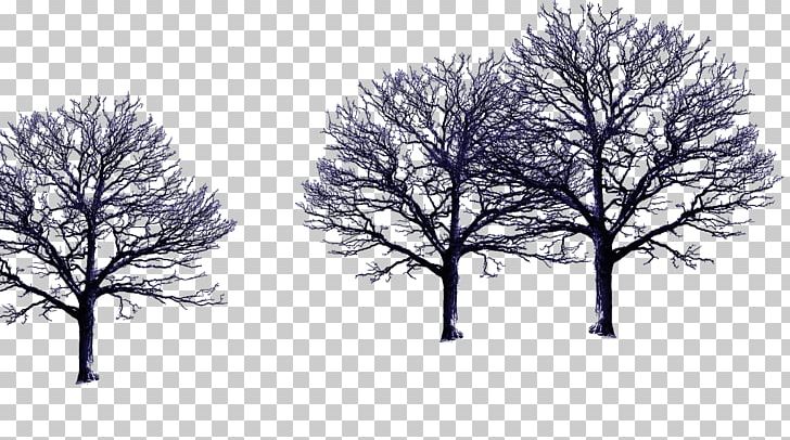 Black And White Photograph Christmas Day Adobe Photoshop Tree PNG, Clipart, Art Museum, Black, Black And White, Branch, Christmas Day Free PNG Download
