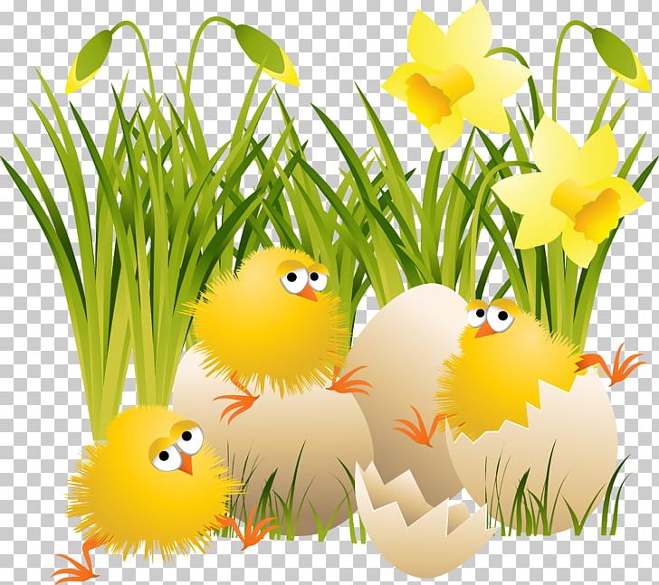 Chicken Easter PNG, Clipart, Animals, Beak, Chick, Chicken, Christmas Free PNG Download