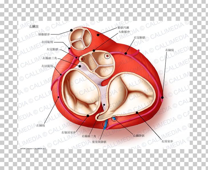 Heart Valve Aortic Valve Anatomy Aorta PNG, Clipart, Anatomy, Aorta, Aortic Valve, Atrioventricular Node, Blood Free PNG Download