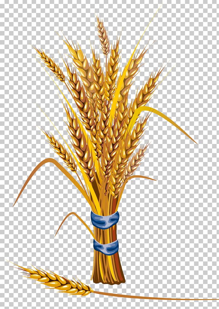 Wheat Icon PNG, Clipart, Cereal Germ, Commodity, Drawing, Flowering Plant, Food Free PNG Download