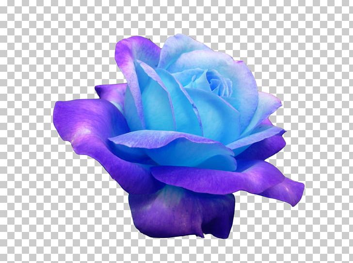 Blue Rose Purple Violet PNG, Clipart, Blue, Blue Flower, Blue Rose, Cobalt Blue, Cut Flowers Free PNG Download