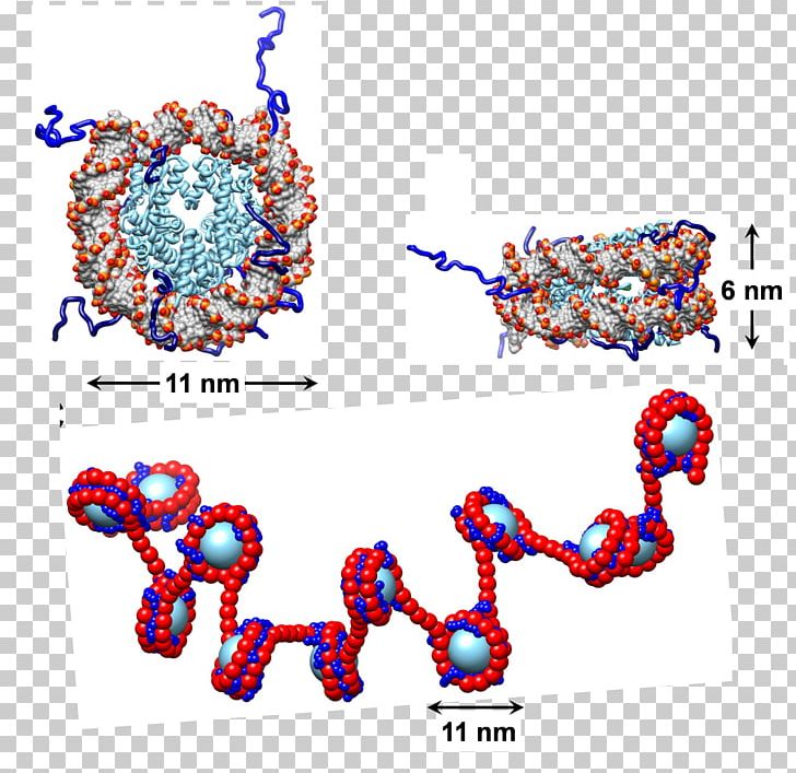 Nucleosome Chromatin Histone DNA Non-covalent Interactions PNG, Clipart, Area, Array Data Structure, Art, Body Jewelry, Chromatin Free PNG Download