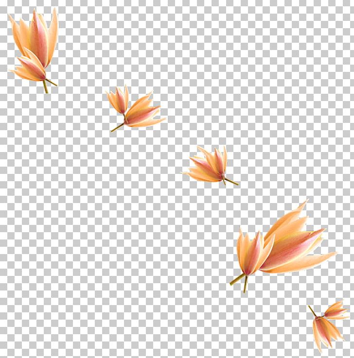 Orange Others Computer Wallpaper PNG, Clipart, Cicek, Cicek Resimleri, Computer Icons, Computer Wallpaper, Desktop Wallpaper Free PNG Download