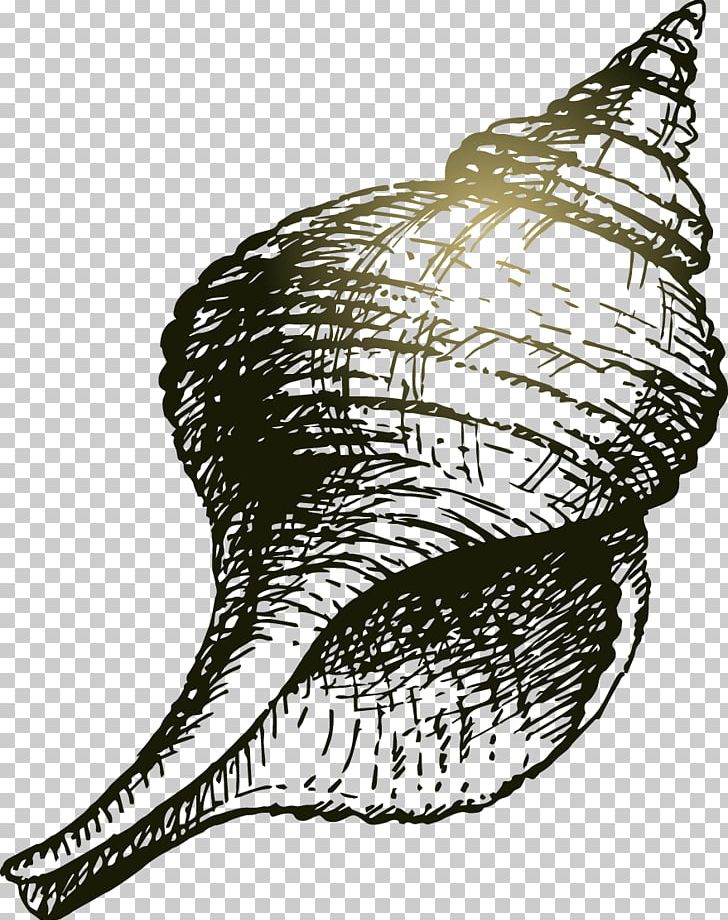 Seashell Drawing Sea Snail PNG, Clipart, Abstract Lines, Art, Black, Black And White, Cartoon Free PNG Download