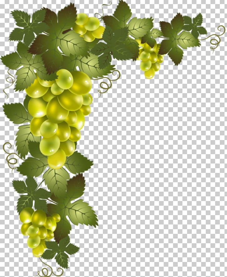 Vine Desktop PNG, Clipart, Clip Art, Computer, Desktop Wallpaper, Drawing, Flowering Plant Free PNG Download