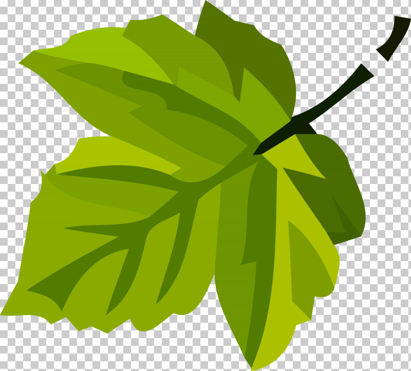 Leaf PNG, Clipart, Flower, Green, Leaf, Plane, Plant Free PNG Download