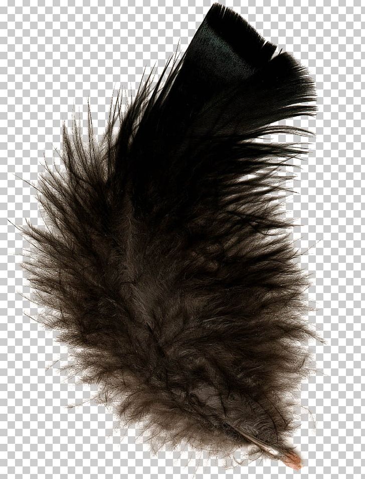 Feather PNG, Clipart, Animals, Black, Buy One Get One, Digital Image, Download Free PNG Download