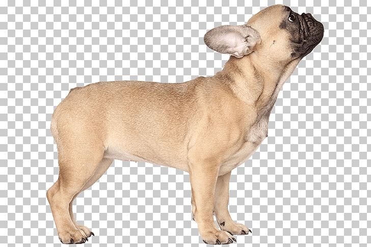 French Bulldog American Bulldog Pug Chihuahua PNG, Clipart, American Bulldog, Animals, Bulldog, Carnivoran, Coat Free PNG Download