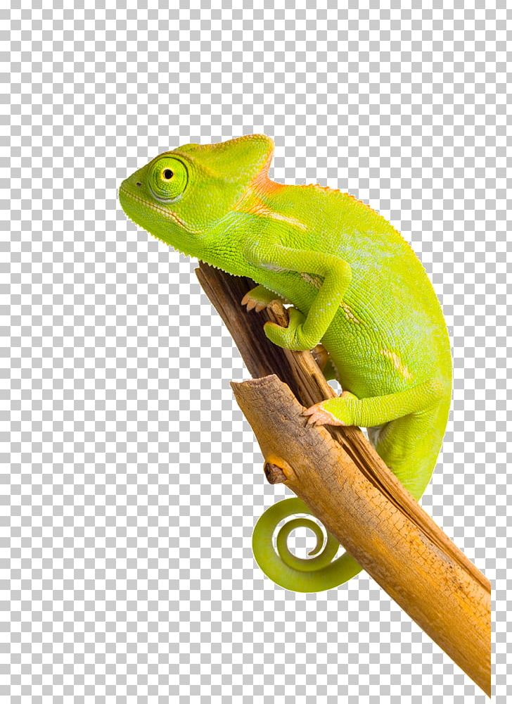 Chameleons Printing PNG, Clipart, Animals, Chamaeleo, Chameleon, Chameleons, Computer Icons Free PNG Download