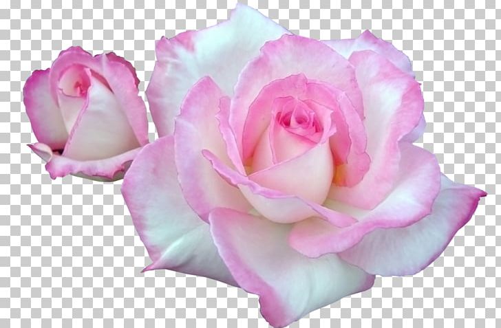 Garden Roses Centifolia Roses Pink Floribunda Flower PNG, Clipart, Blue Rose, Centifolia Roses, Cut Flowers, Flowering Plant, Garden Free PNG Download